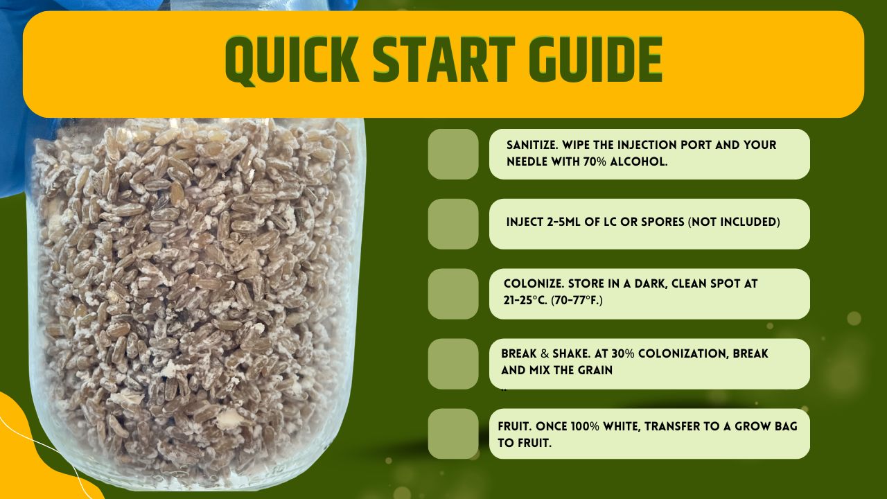 Organic Millet Spawn Jar 1L - Sterilized Mycology Grain with Injection Port