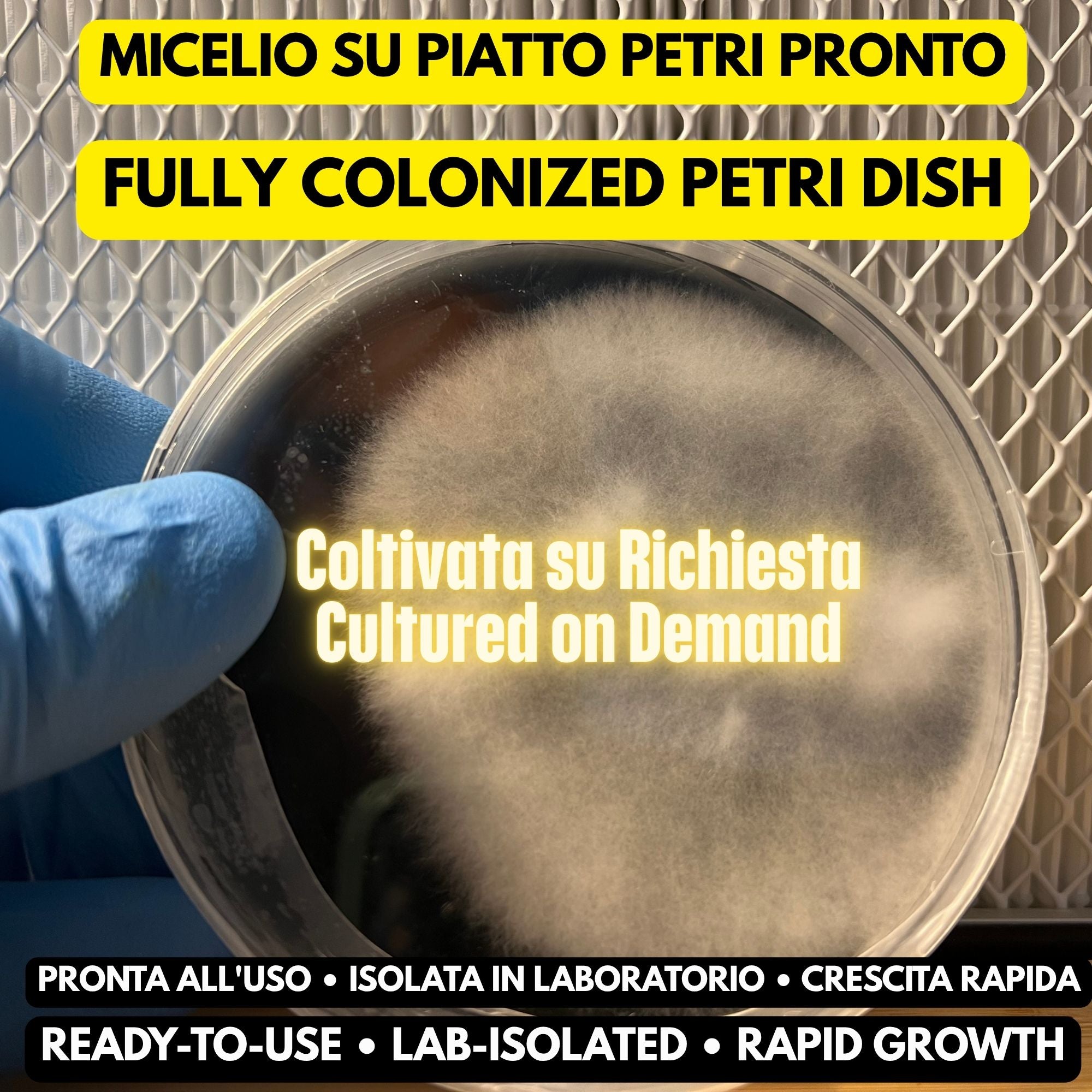 10 Premium MYA Mix Agar Petri Dishes + Parafilm Strips – Pre-Poured & Ready to Use | Mushroom Cultivation Mycology