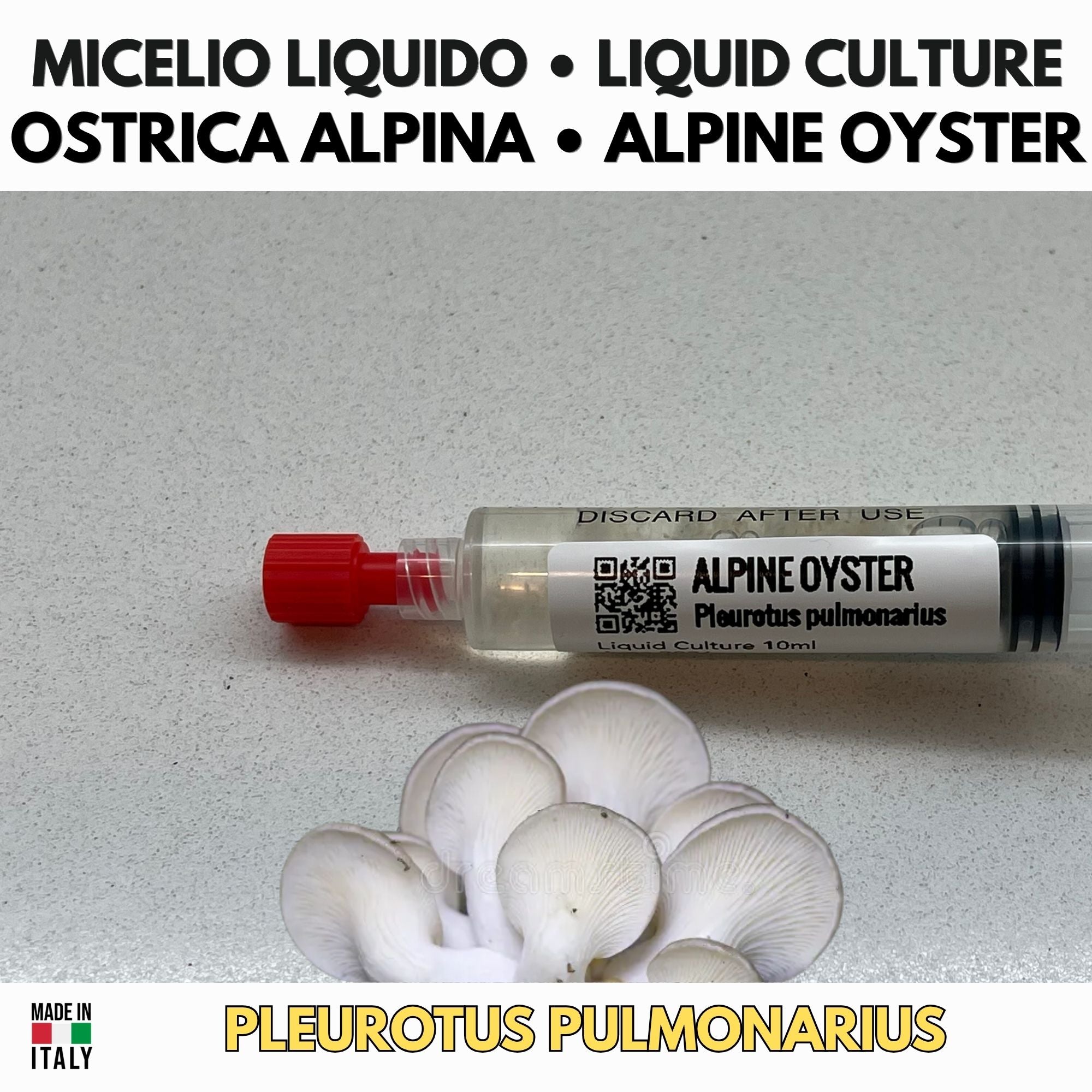 Alpine Oyster Liquid Culture 10ml | Cold Hardy Gourmet Oyster Mushroom | Pleurotus Pulmonarius Culture