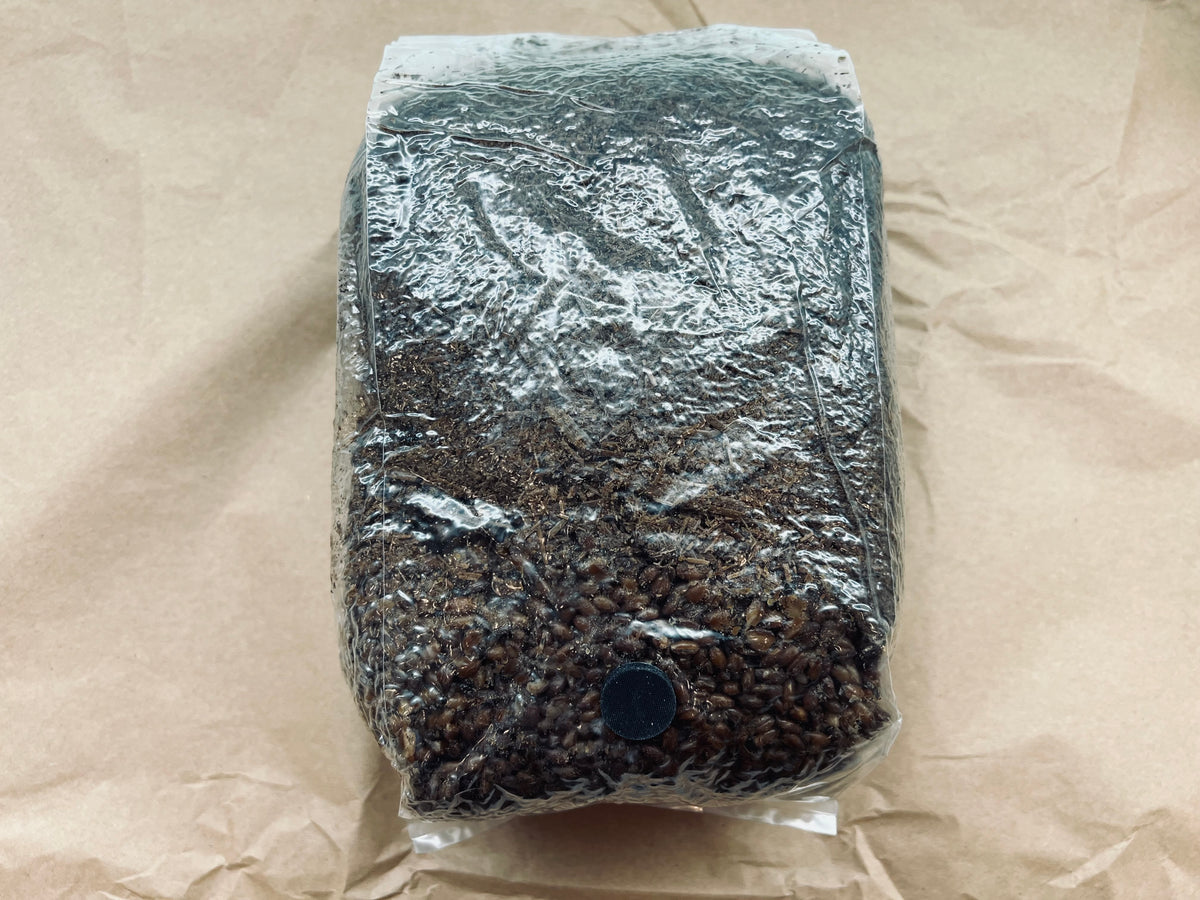 Beginner mushroom growing gift box with all-in-one bag and live culture