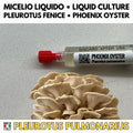 Cultura Liquida Fungo Phoenix Oyster - Pleurotus pulmonarius - Micelio Professionale Gourmet - Made in Italy