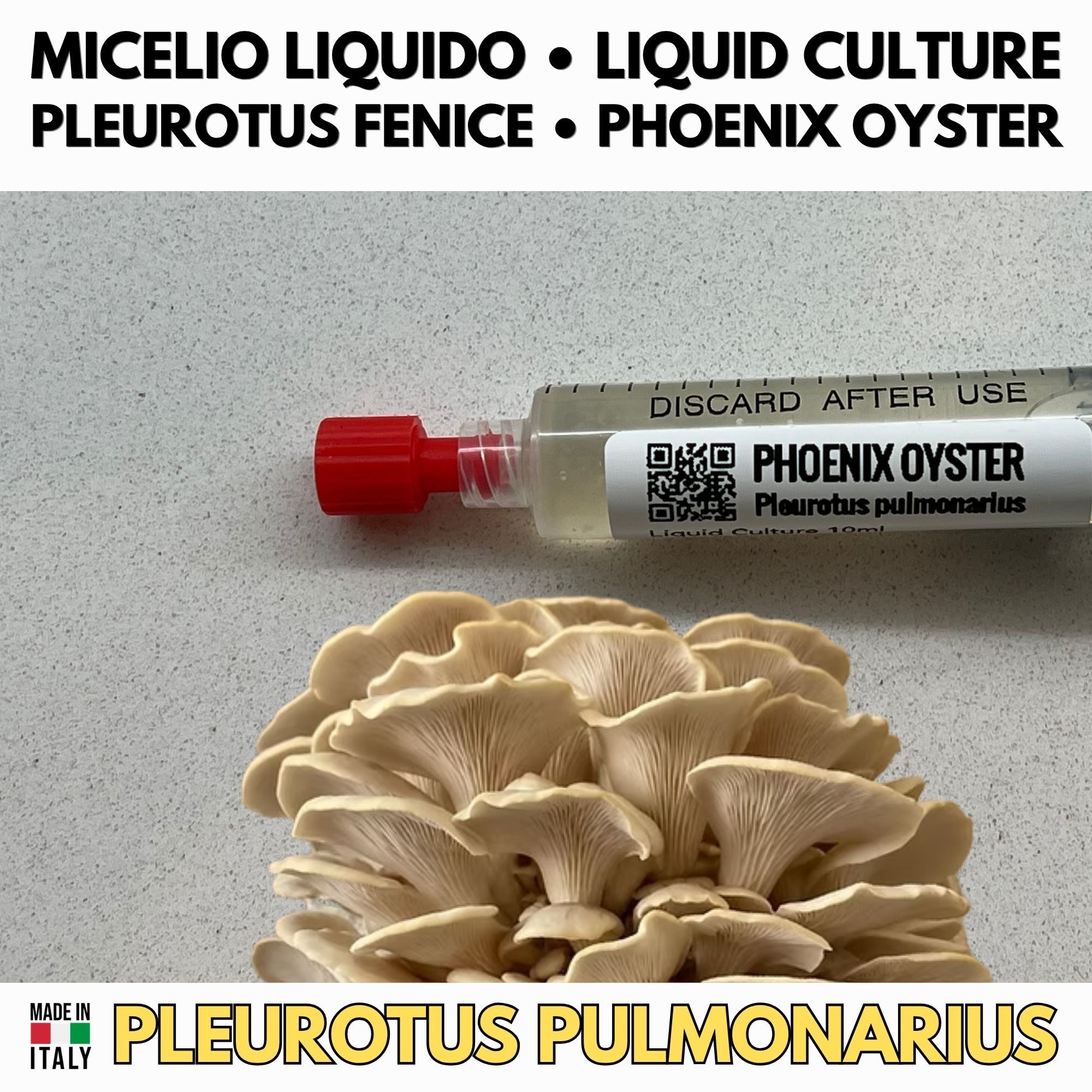 Phoenix Oyster Liquid Culture  - Pleurotus pulmonarius - Premium Gourmet Mushroom Mycelium - Made in Italy