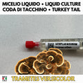 Cultura Liquida Coda di Tacchino  - Trametes versicolor - Micelio Fungo Medicinale Premium - Made in Italy