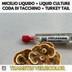 Cultura Liquida Coda di Tacchino  - Trametes versicolor - Micelio Fungo Medicinale Premium - Made in Italy
