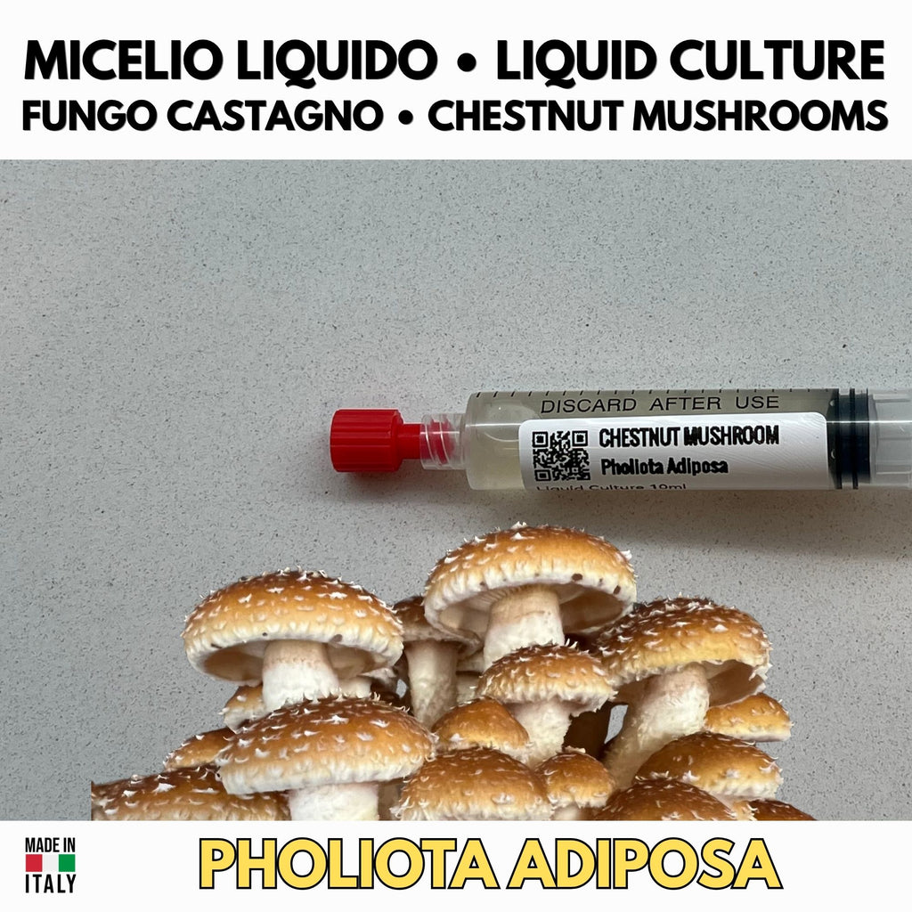 Chestnut Mushroom Liquid Culture Unit - Pholiota adiposa - Premium Gourmet Mushroom Mycelium - Made in Italy