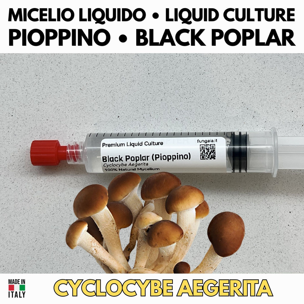 Golden Enoki Liquid Culture 10ml | Gourmet Mushroom Culture for Microscopy & Mycology | Flammulina Velutipes Isolated Culture