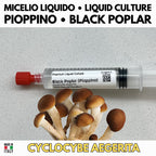 Golden Enoki Liquid Culture 10ml | Gourmet Mushroom Culture for Microscopy & Mycology | Flammulina Velutipes Isolated Culture