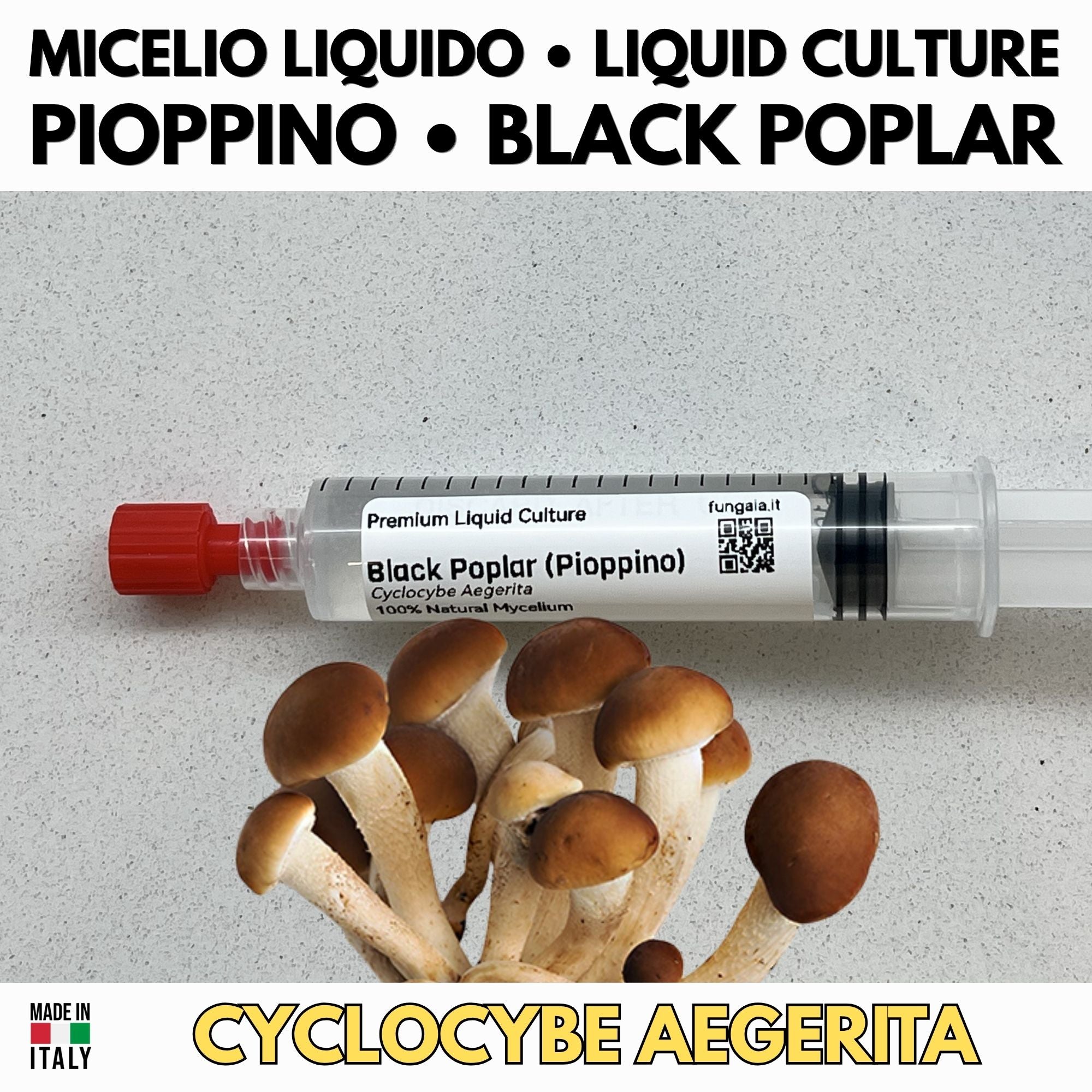 Golden Enoki Liquid Culture 10ml | Gourmet Mushroom Culture for Microscopy & Mycology | Flammulina Velutipes Isolated Culture