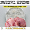 Pleurotus djamor Pink Oyster – Agar Plate Early-Stage