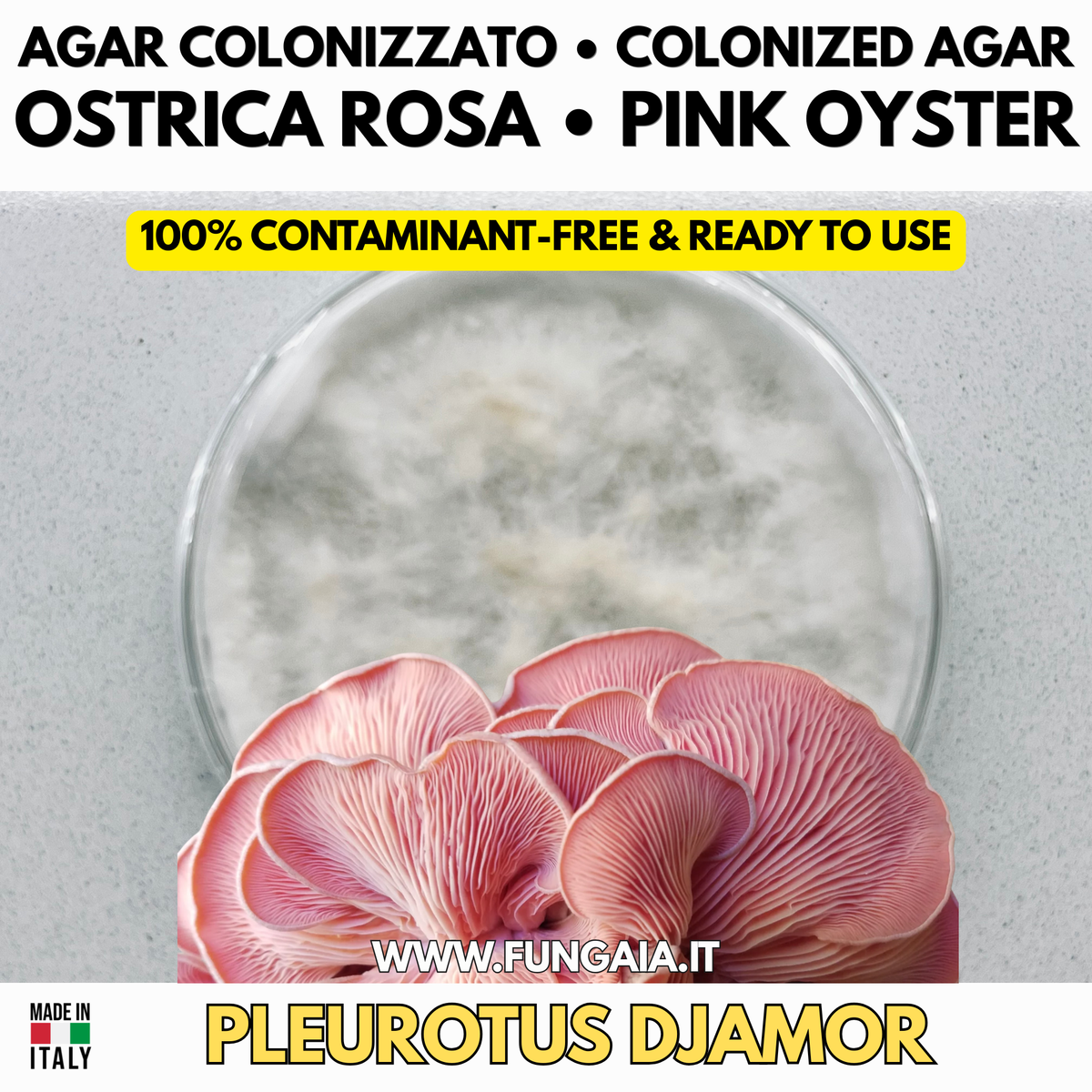 Pleurotus djamor Pink Oyster – Agar Plate Early-Stage