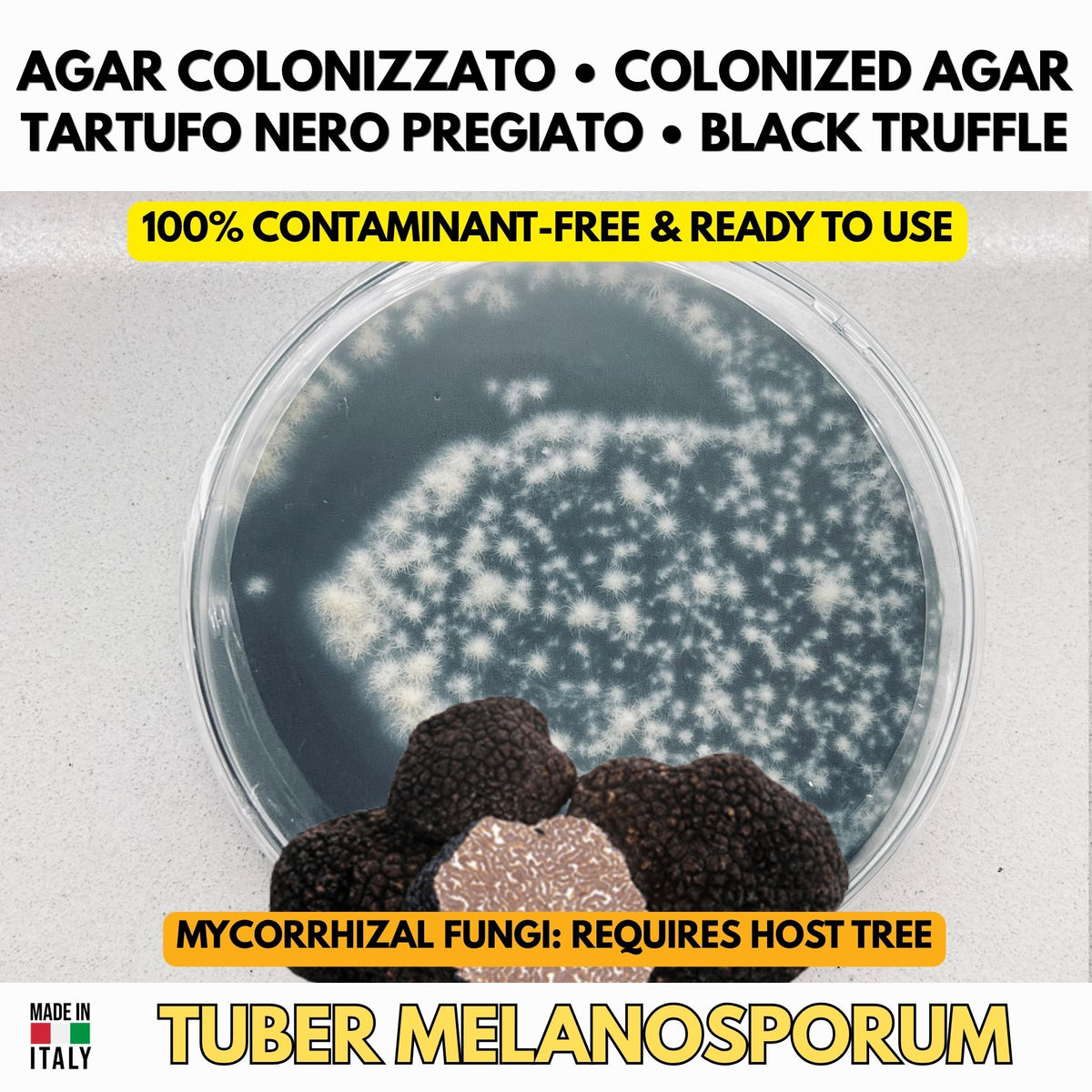 Piastra Petri Tartufo Nero - Tuber melanosporum – Fase Iniziale
