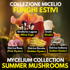 Summer Mushroom Liquid Culture Bundle – 5 LC. Pink Oyster  | Golden Oyster  | Wine Cap  | Enoki. Warm Weather Mushroom Growing Kit