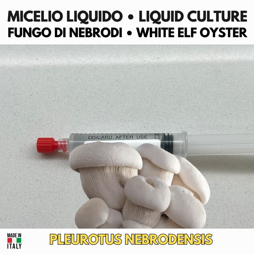 White Oyster (Pleurotus ostreatus var. florida) – Liquid Culture 10ml