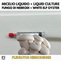 White Oyster (Pleurotus ostreatus var. florida) – Liquid Culture 10ml
