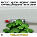 Fungo Bioluminescente per Micologia |  Panellus stipticus Coltura Liquida 10ml