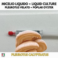 Coltura Liquida Pleurotus calyptratus (10ml) — Pleurotus Velato