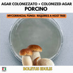 Porcini Colonized Petri Dish (Boletus edulis) — mycorrhizal collector culture