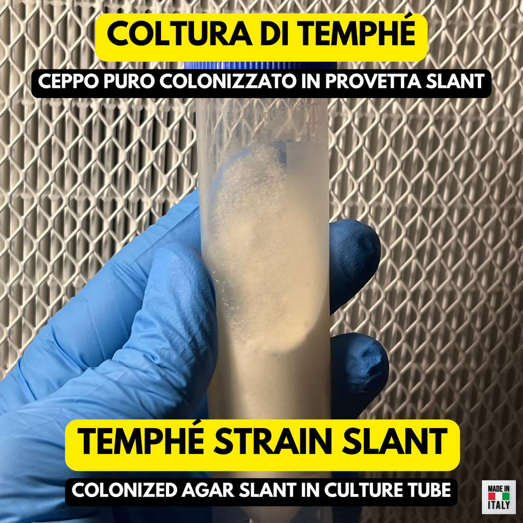 Rhizopus oligosporus Slant – Starter per Tempeh