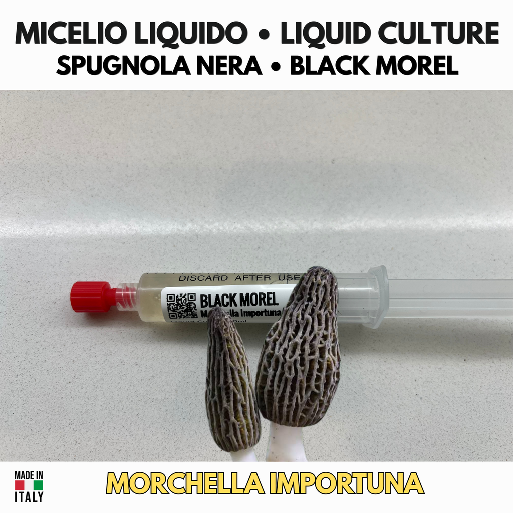 Morchella importuna – Black Morel Liquid Culture 10ml