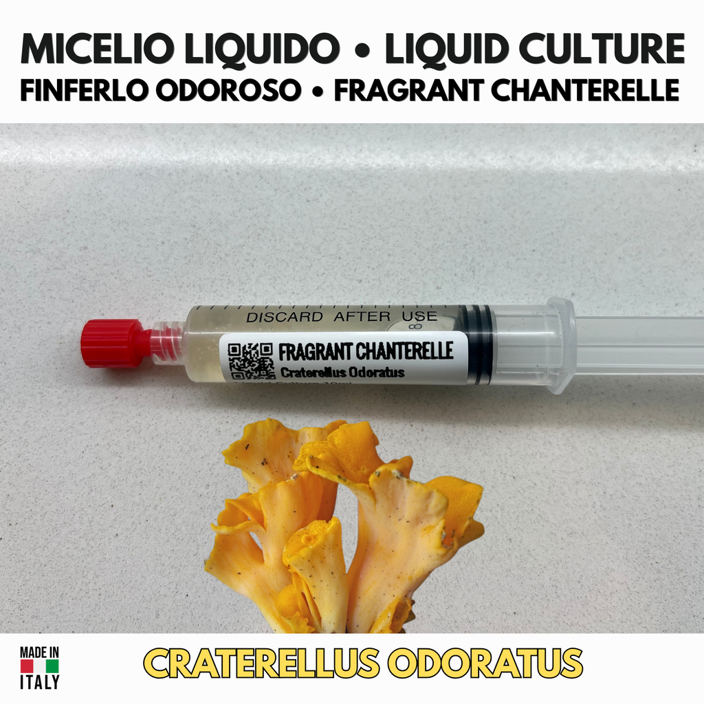 Craterellus odoratus Liquid Culture – Fragrant Chanterelle 10ml