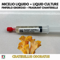 Craterellus odoratus Liquid Culture – Fragrant Chanterelle 10ml