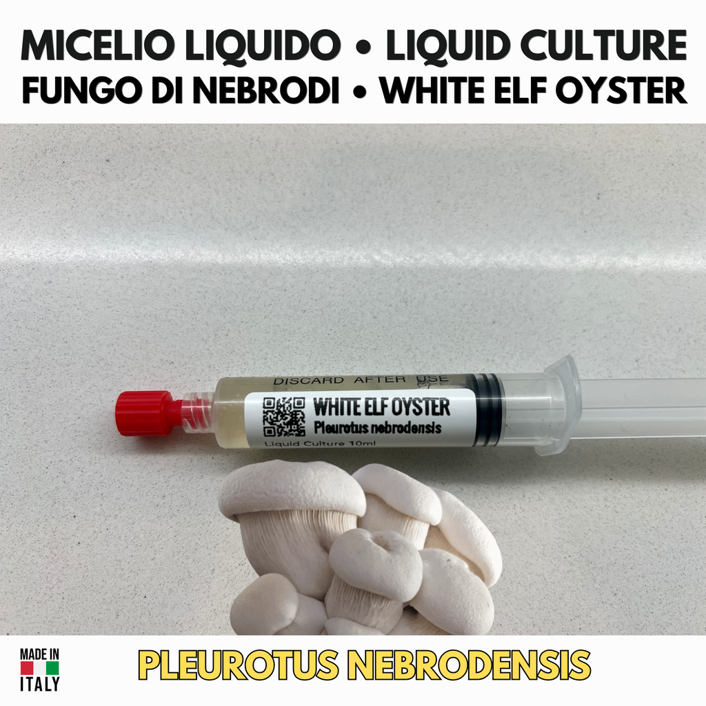 Fungo di Nebrodi  Pleurotus nebrodensis Coltura Liquida 10ml Coltivazione Gourmet