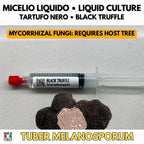 Micelio Tartufo Nero Pregiato • Tuber melanosporum Coltura Liquida • Micorrizazione Piante Ospiti