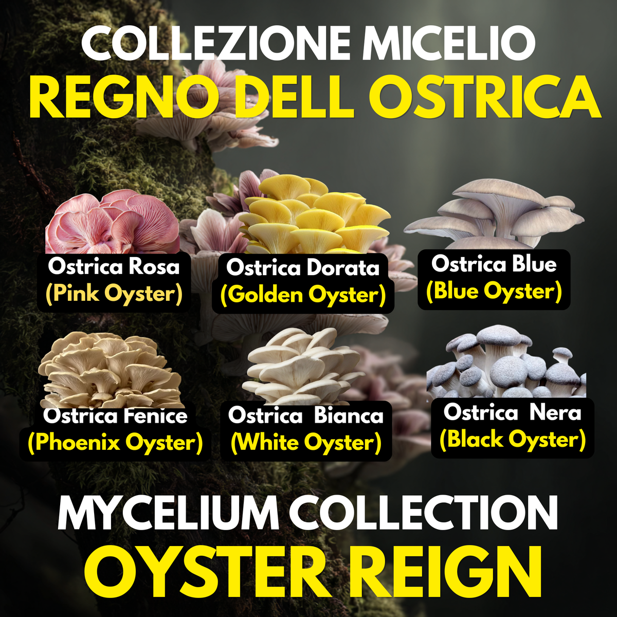 Regno Ostrica – 6 Colture Liquide | Blue Pink Golden Phoenix White Black Oyster | Bundle Pleurotus Coltivazione Funghi