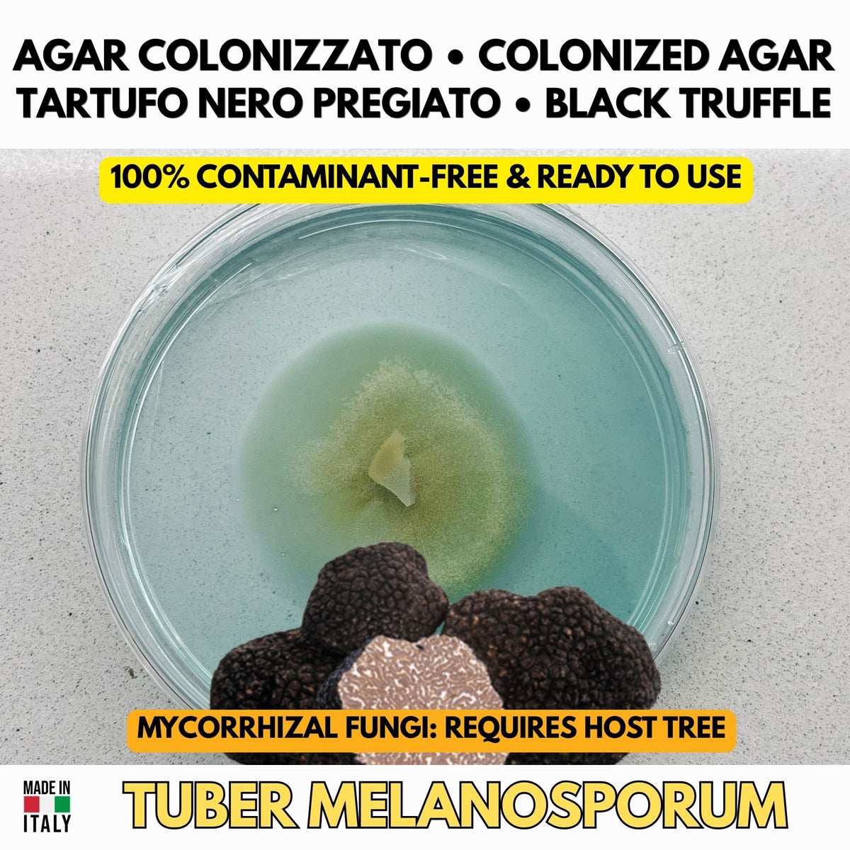Piastra Petri Tartufo Nero - Tuber melanosporum – Fase Iniziale