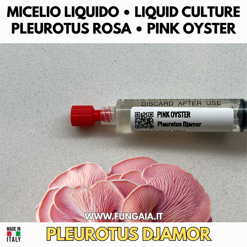 Oyster Kingdom 6 Liquid Cultures | Blue Pink Golden Phoenix White Black Oyster | Pleurotus Mushroom Growing Bundle