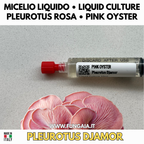 Oyster Kingdom 6 Liquid Cultures | Blue Pink Golden Phoenix White Black Oyster | Pleurotus Mushroom Growing Bundle