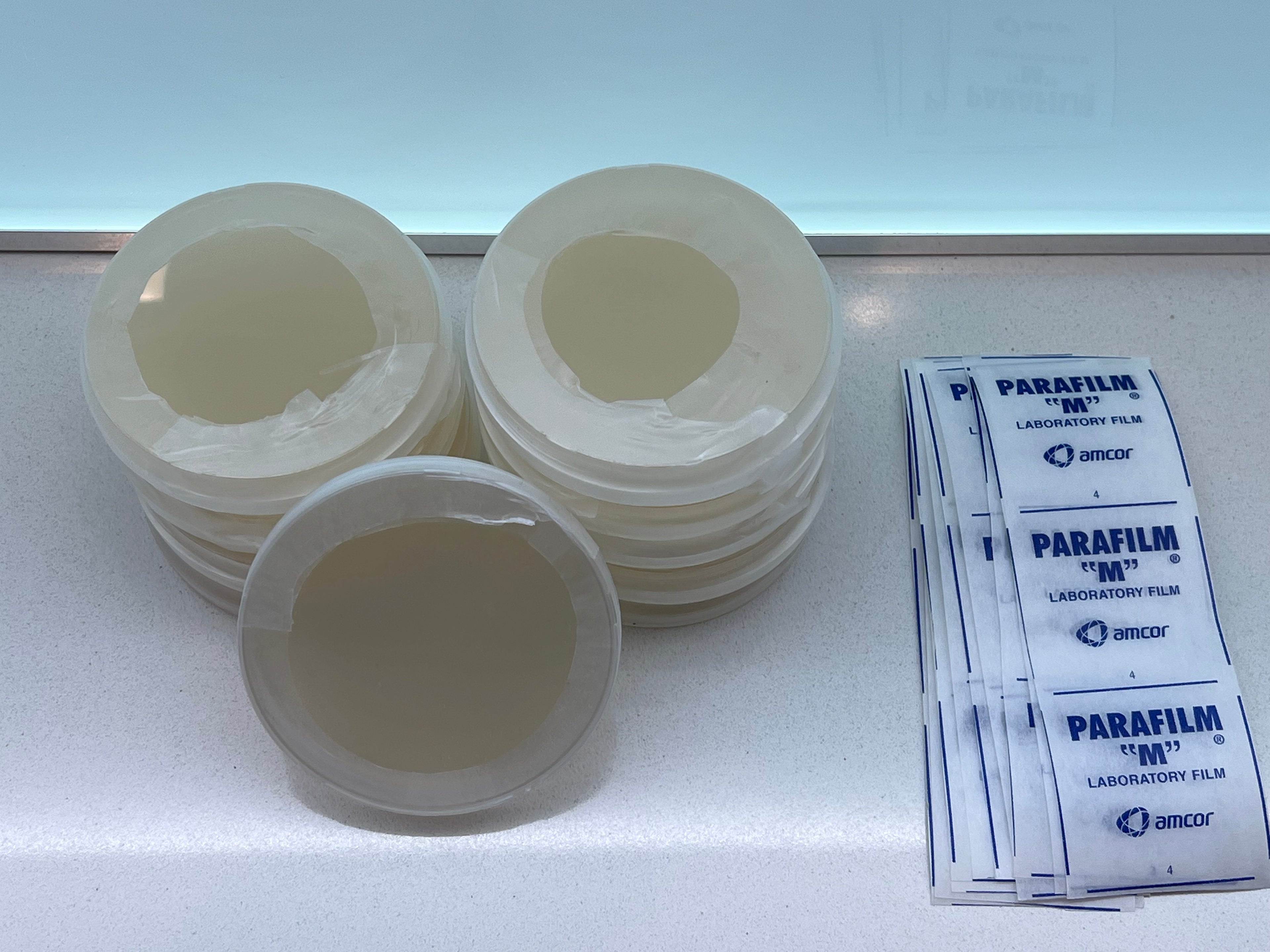 10 Piastre Petri Agar Premium MYA Mix – Pre-Versate e Pronte all'Uso | Coltivazione Funghi e Micologia