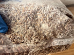 Mushroom Grow Bag 2kg Sterilized Rye + Beech Substrate | Injection Port | Oyster Shiitake Lion's Mane