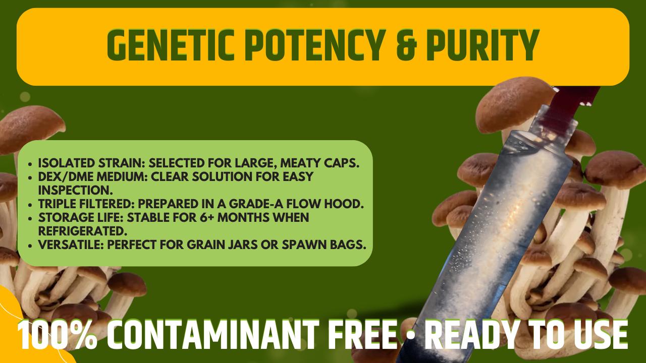 3 x 10ml Pioppino Coltura Liquida Micelio Vivo Triple Pack