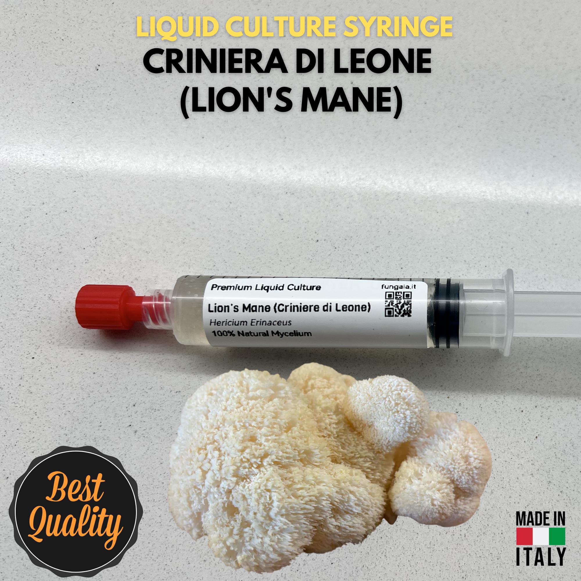 Coltura Liquida Lion's Mane Criniera di Leone 10ml Micelio Vivo Hericium Erinaceus Micologia