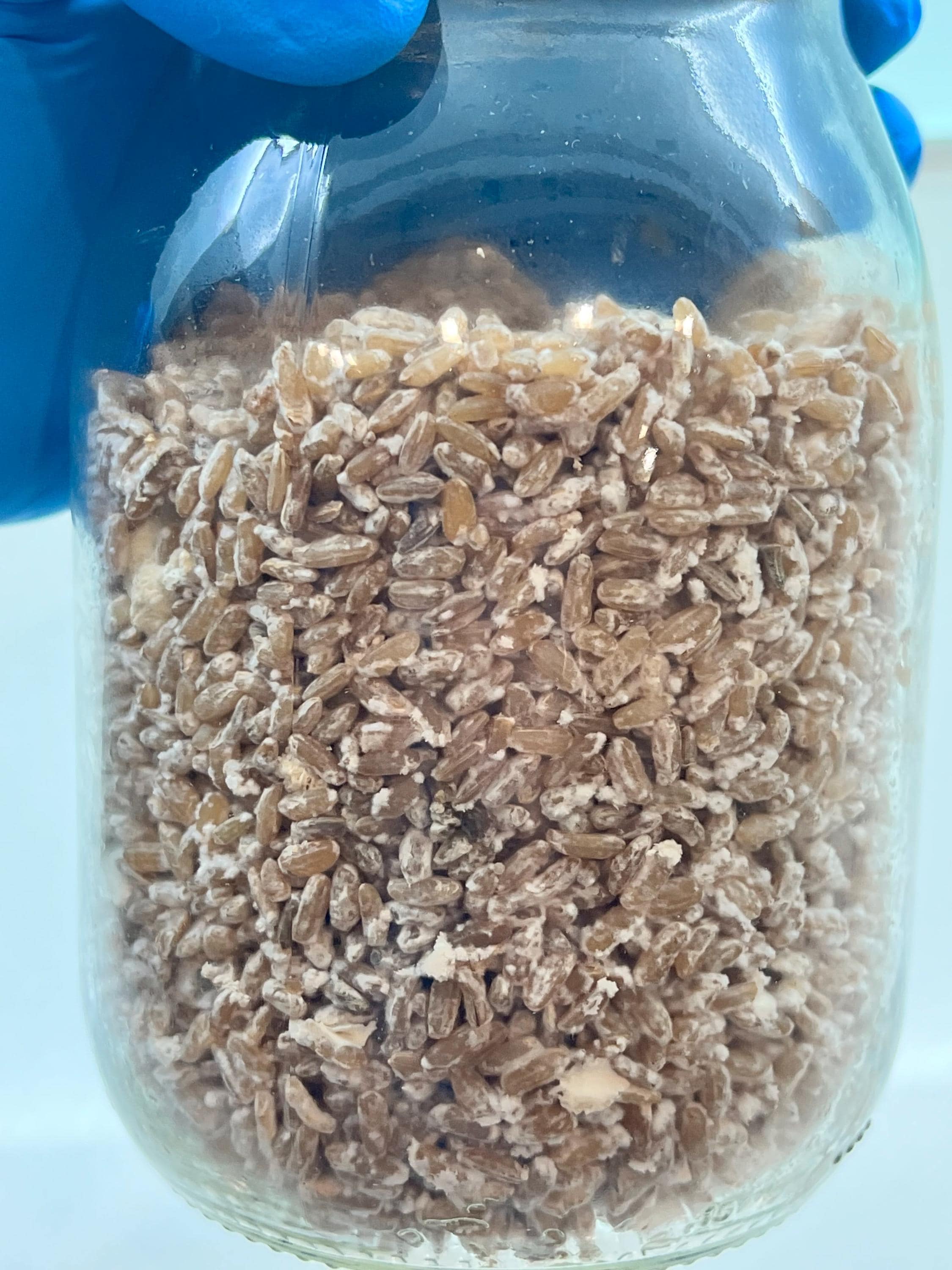 Spawn Segale Bio 500g Bormioli 1L Porta Iniezione Filtro PTFE Sterile