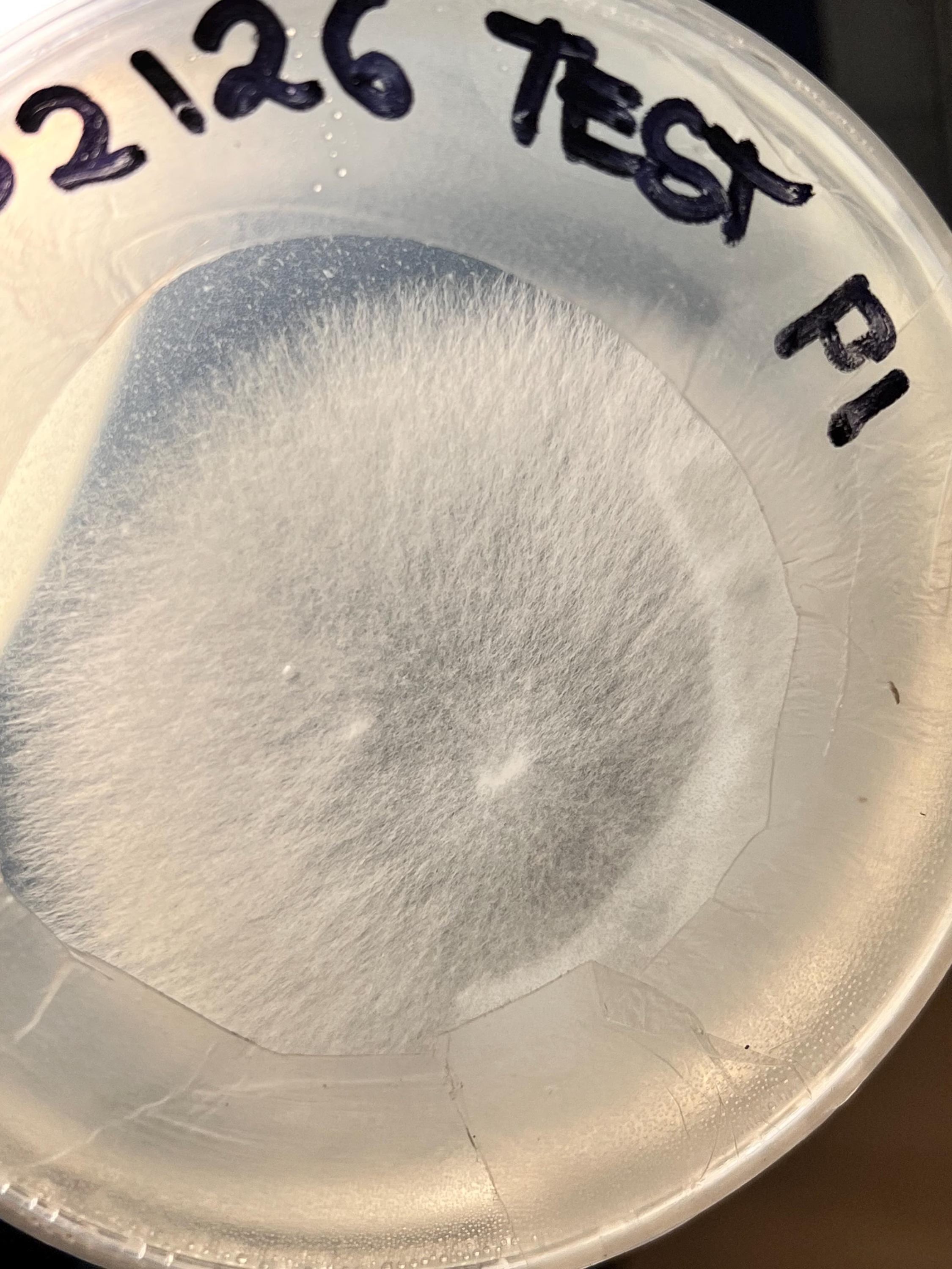 Cultura Liquida Antler Reishi - Ganoderma lucidum - Micelio Fungo Medicinale Premium - Made in Italy