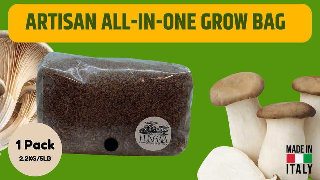 Mushroom Grow Bag 2kg Sterilized Rye + Beech Substrate | Injection Port | Oyster Shiitake Lion's Mane