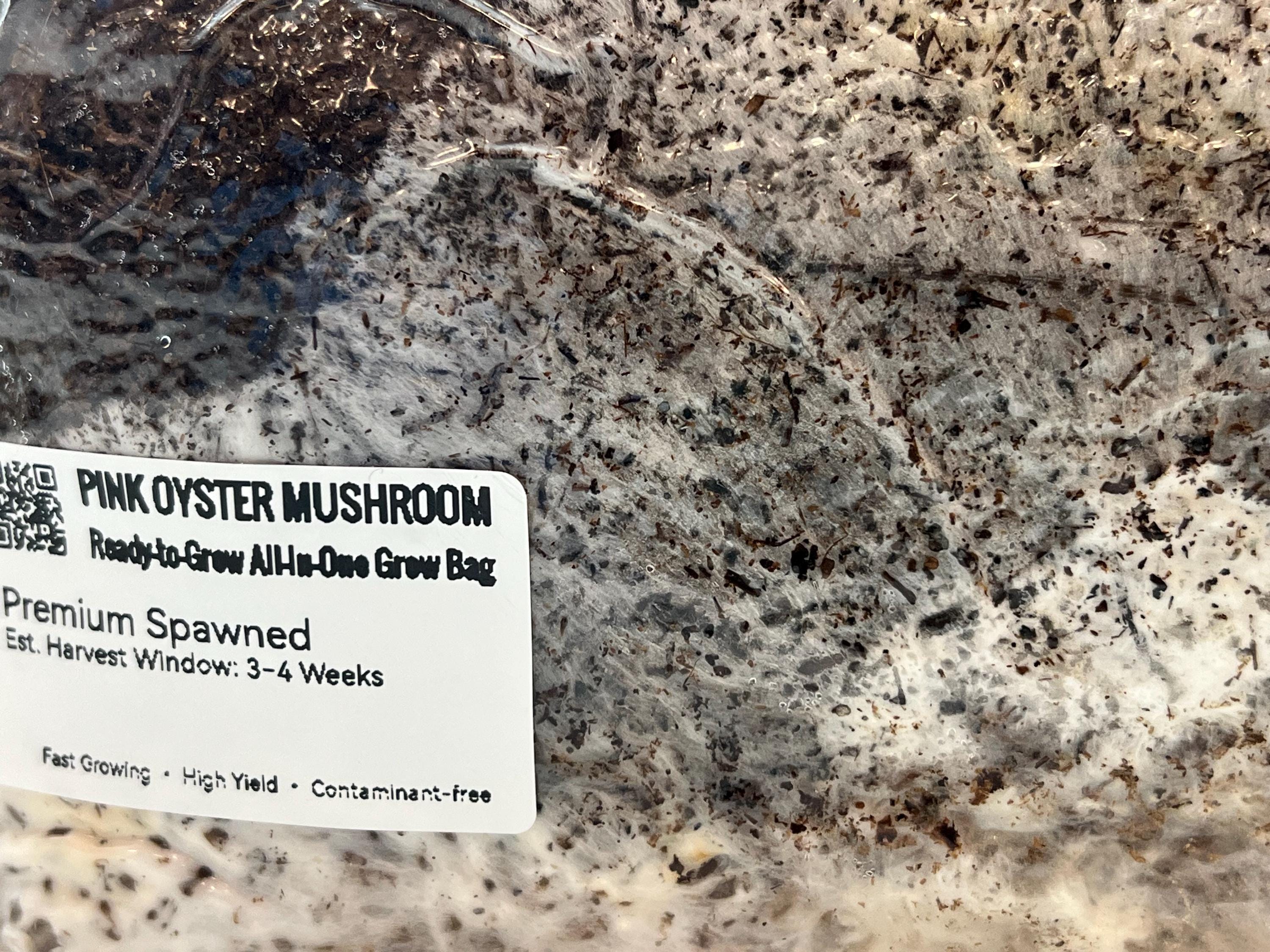 Pre-Inoculata Pink Oyster All-In-One Grow Bag 2KG+ | Micelio Attivo Visibile | Substrato Bio | Zero Contaminazioni