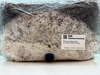 Enoki 2KG+ Active Mycelium Visible | Pre-Colonized Organic Bag | Ready to Fruit | Sterile Substrate