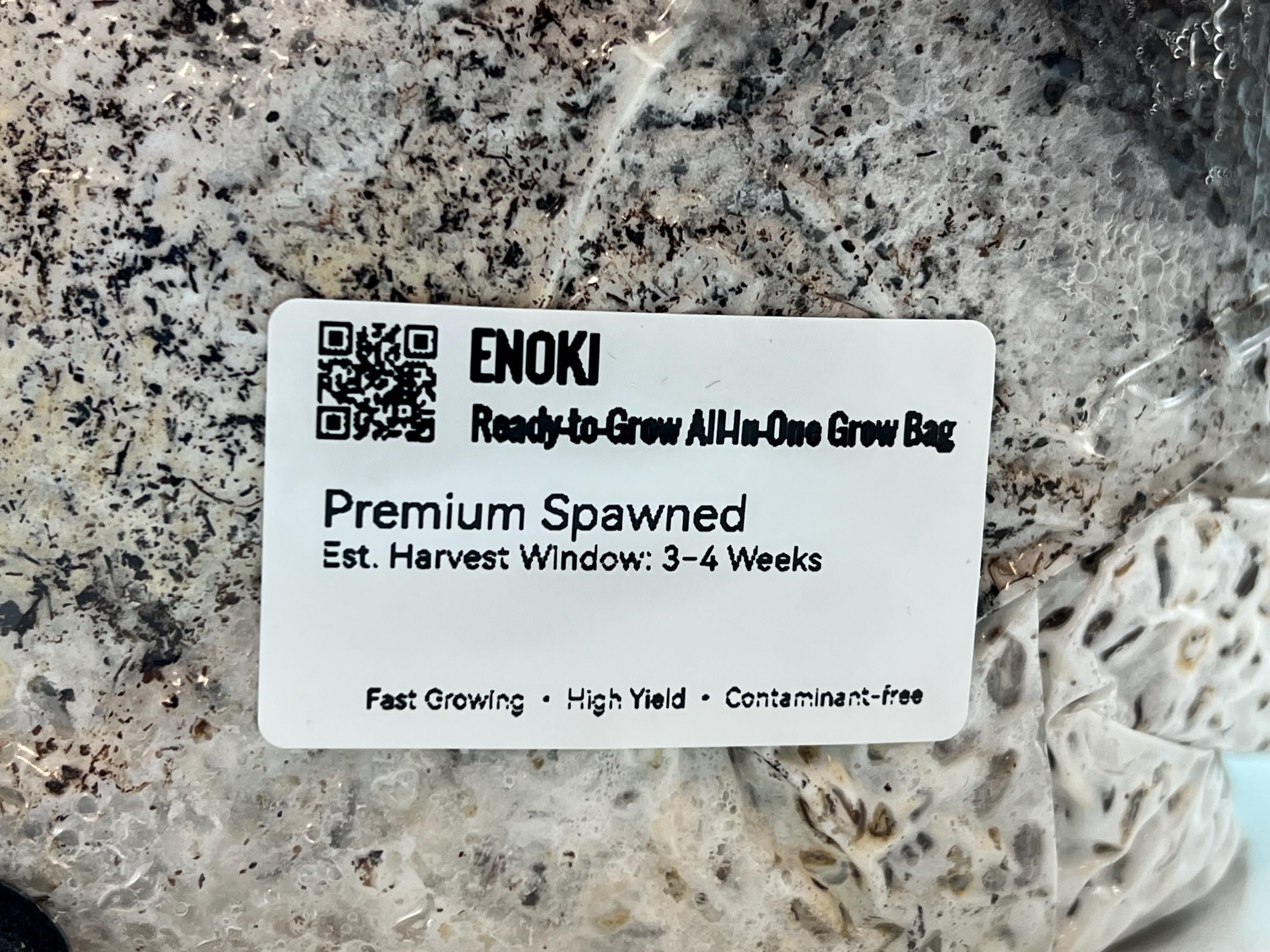 Enoki 2KG+ Active Mycelium Visible | Pre-Colonized Organic Bag | Ready to Fruit | Sterile Substrate