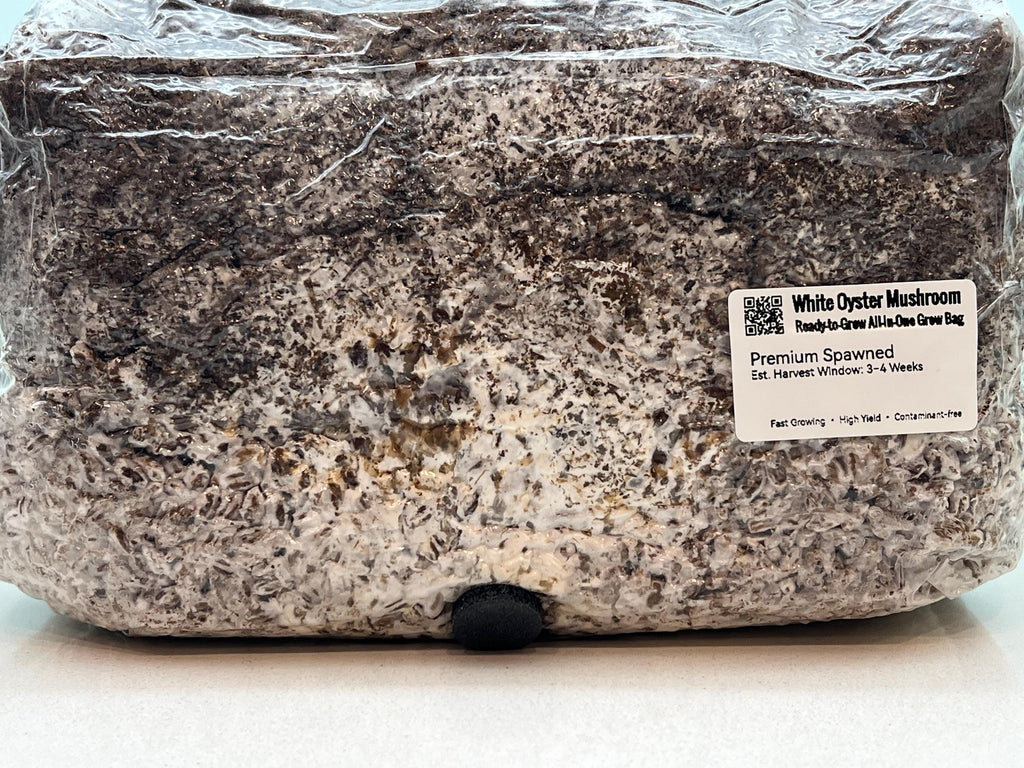 2KG White Oyster Mushroom Grow Bag Pre-Inoculated | Live Mycelium Visible | Organic Sterile