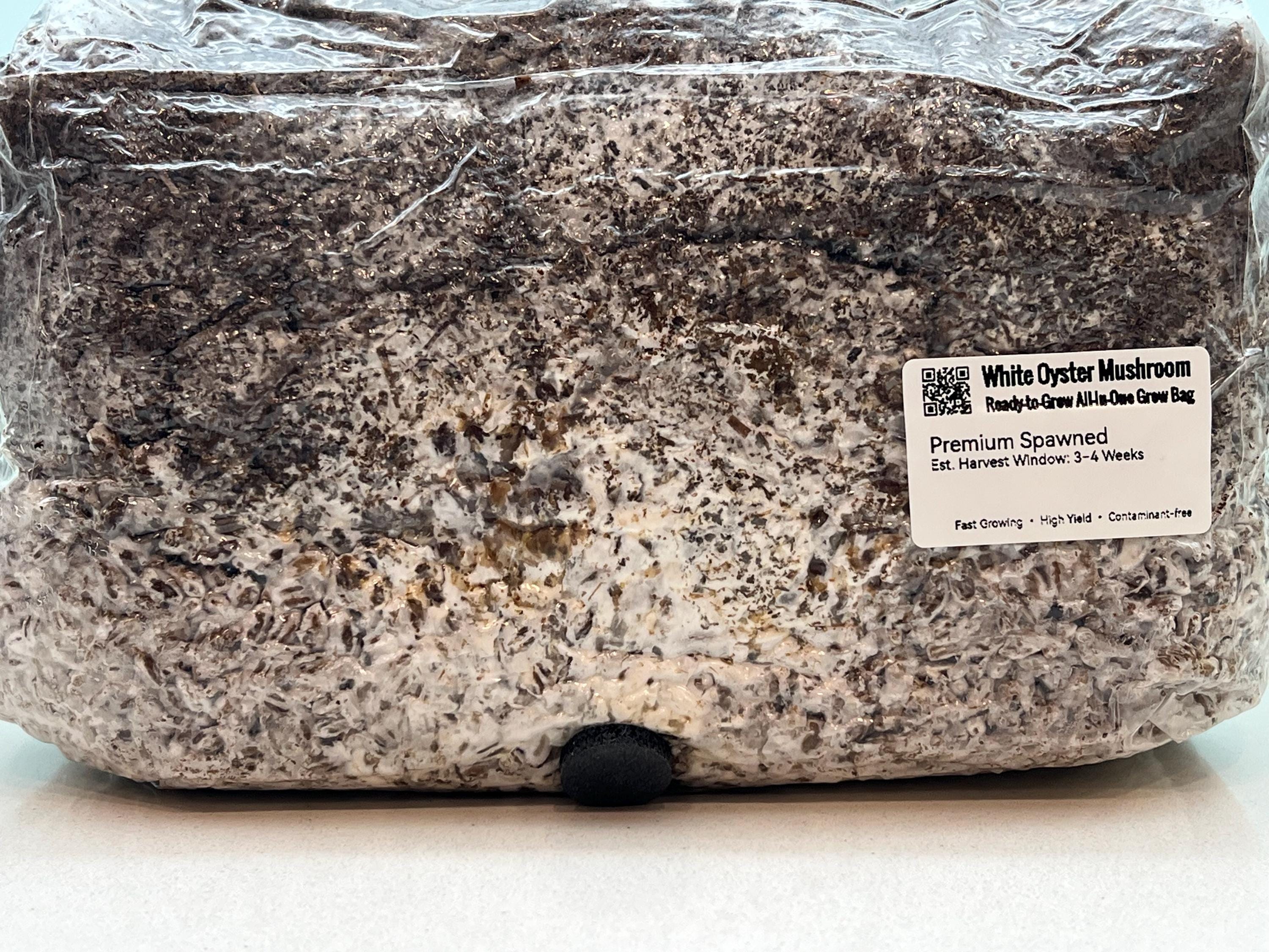 2KG White Oyster Mushroom Grow Bag Pre-Inoculated | Live Mycelium Visible | Organic Sterile