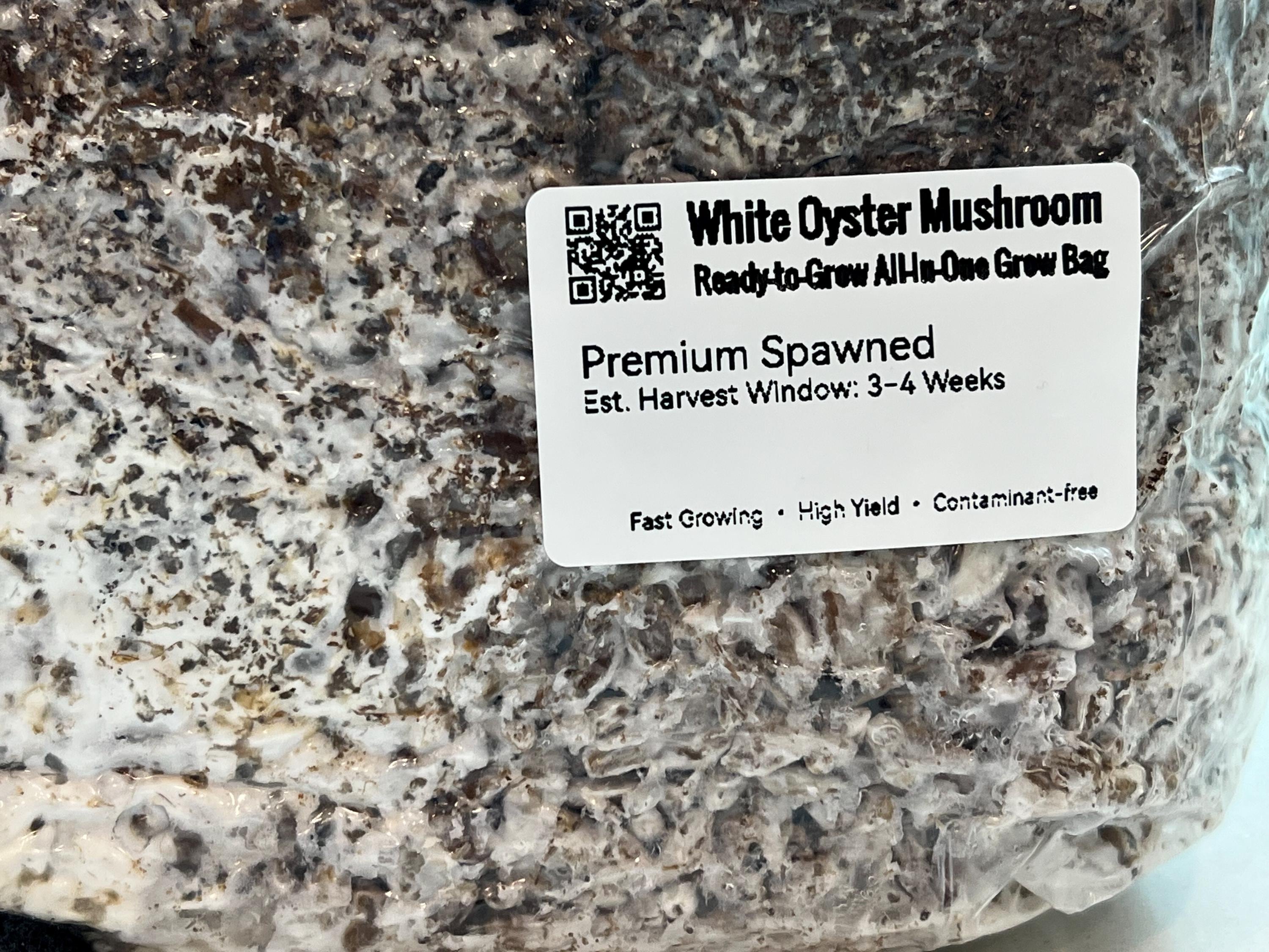 2KG White Oyster Mushroom Grow Bag Pre-Inoculated | Live Mycelium Visible | Organic Sterile