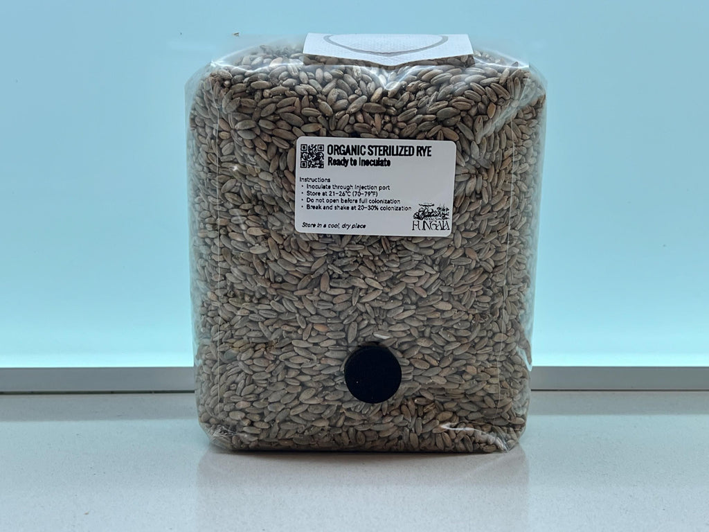 Segale Bio 1kg/2kg Sterilizzata Autoclave • Spawn Funghi Pleurotus Shiitake