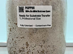 Pioppino Grain Spawn 1L | Agrocybe aegerita | Organic Millet | Autoclavable Jar Filter Injection Port | Ready to Use