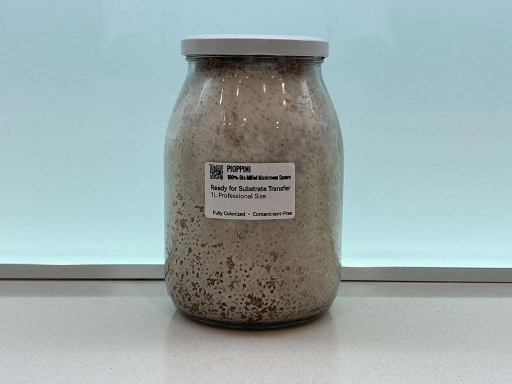 Pioppino Grain Spawn 1L | Agrocybe aegerita | Organic Millet | Autoclavable Jar Filter Injection Port | Ready to Use