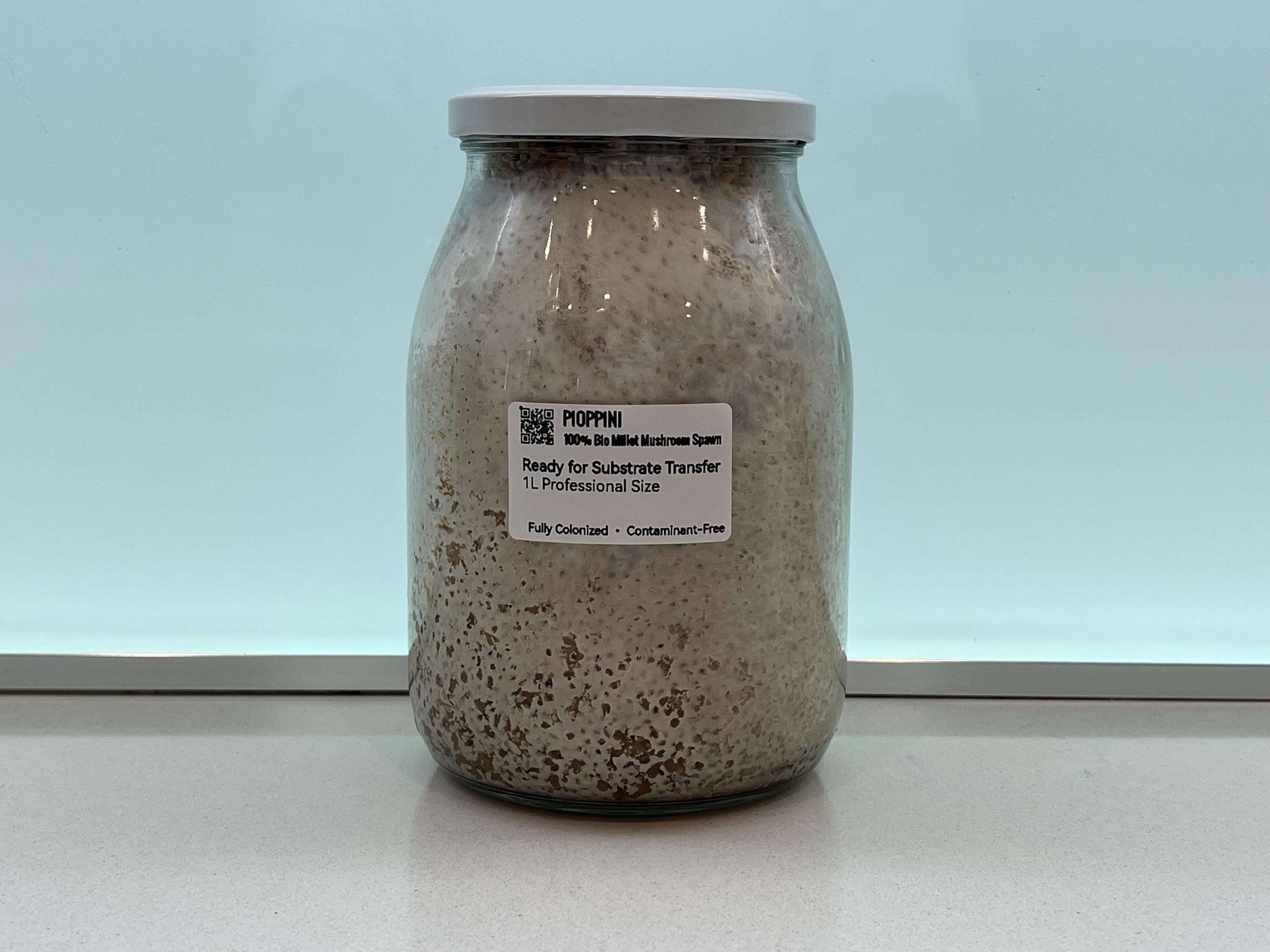 Pioppino Grain Spawn 1L | Agrocybe aegerita | Organic Millet | Autoclavable Jar Filter Injection Port | Ready to Use