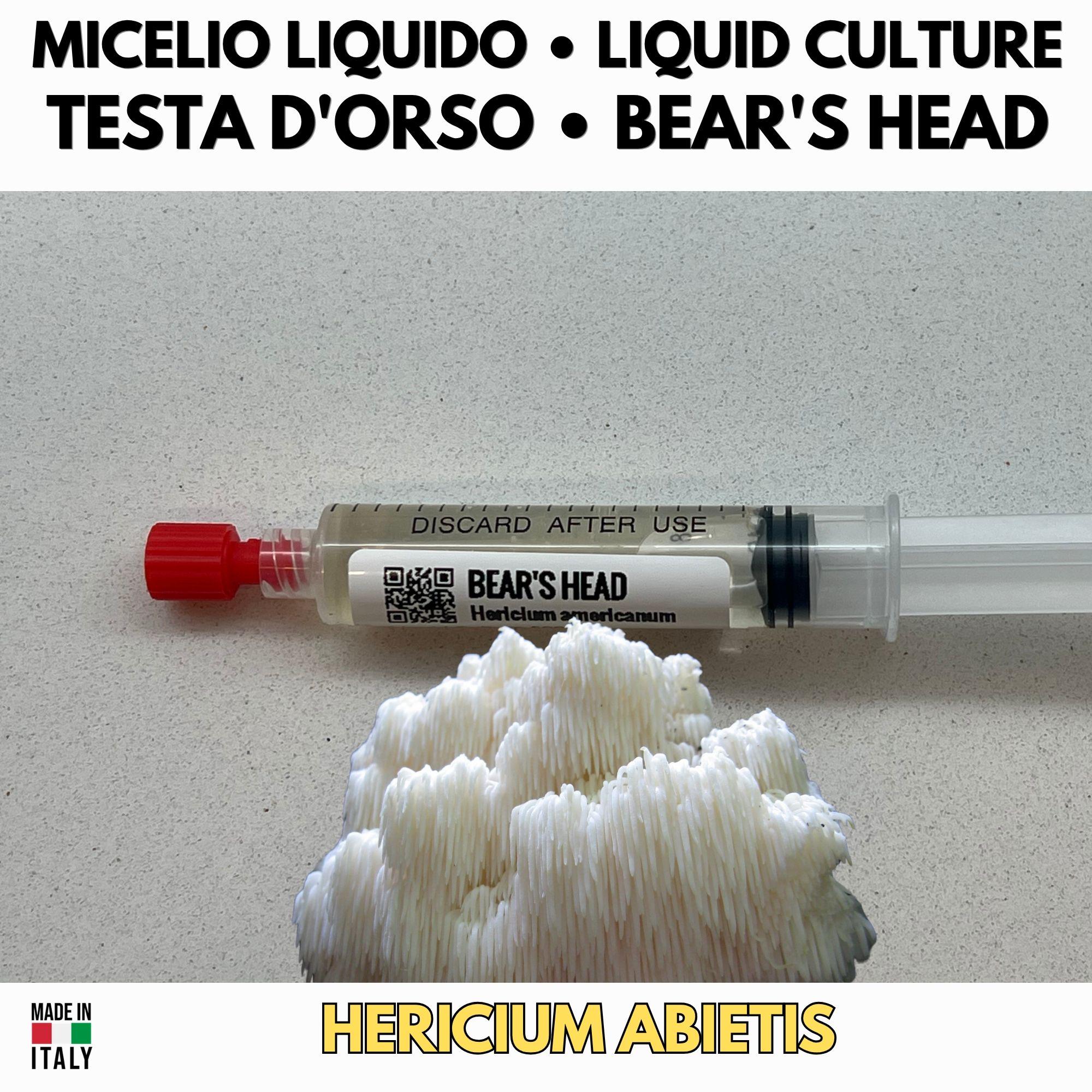 Bear's Head Liquid Culture Hericium Abietis Live Mycelium Syringe 10ml Winter Lion's Mane Mushroom Culture Lab Grade Mycology Supplies