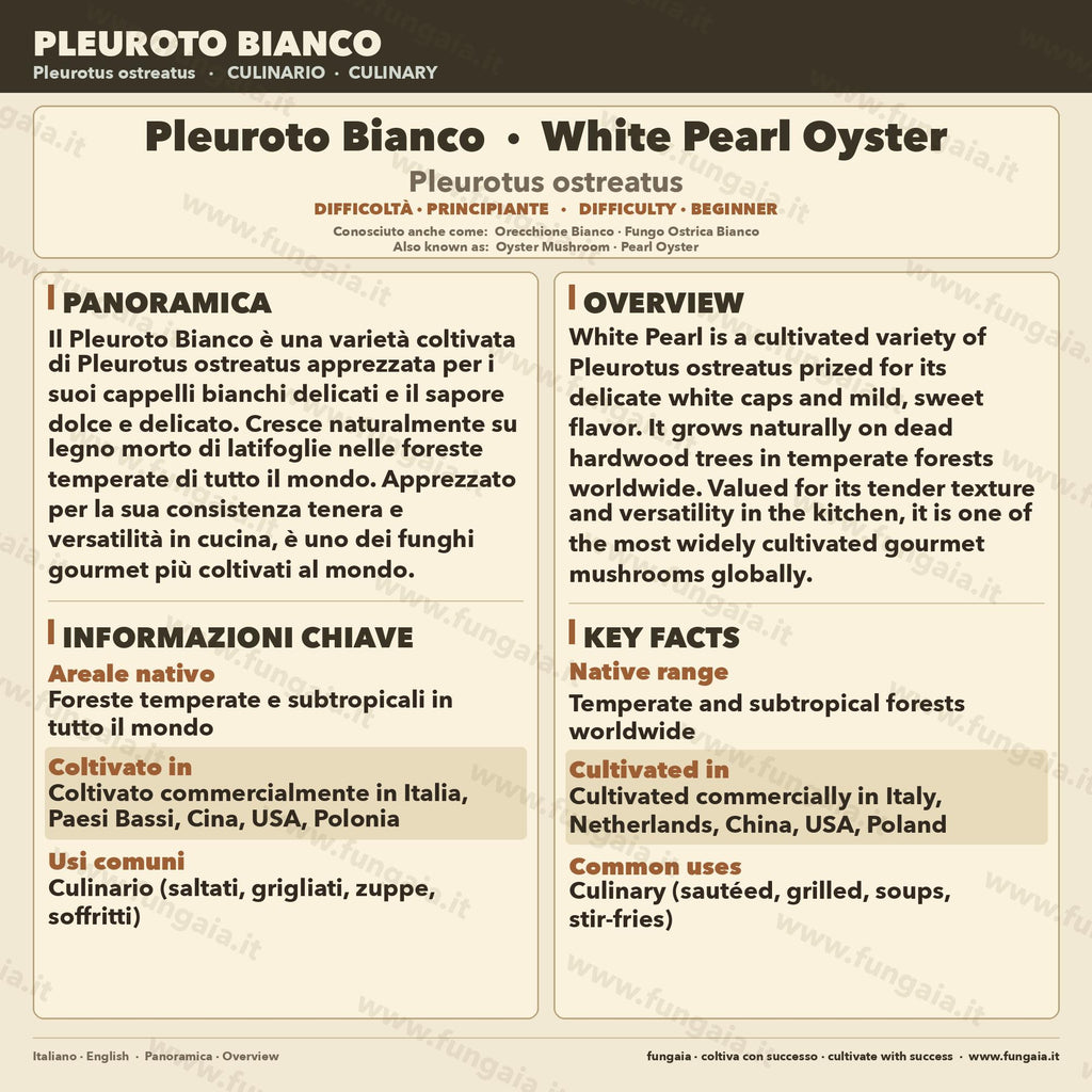 Pleurotus Ostreatus Liquid Culture 10ml | Pearl Oyster Gourmet Mushroom | Sterile Mycology Syringe